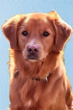 Bailey